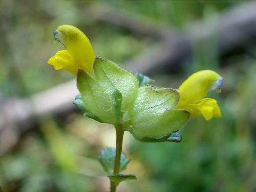 Yellow Rattle