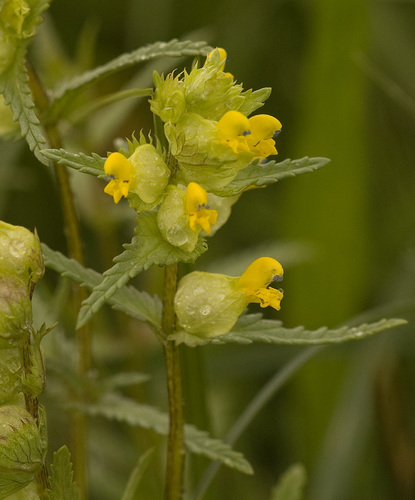 Yellow Rattle