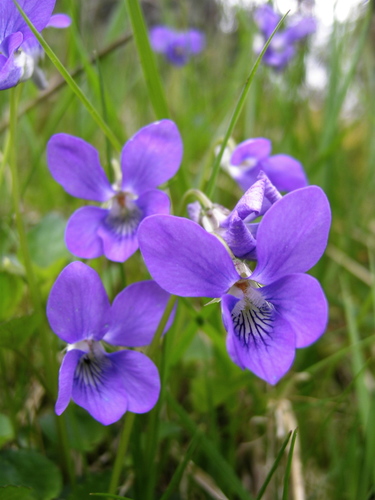 common dog-violet