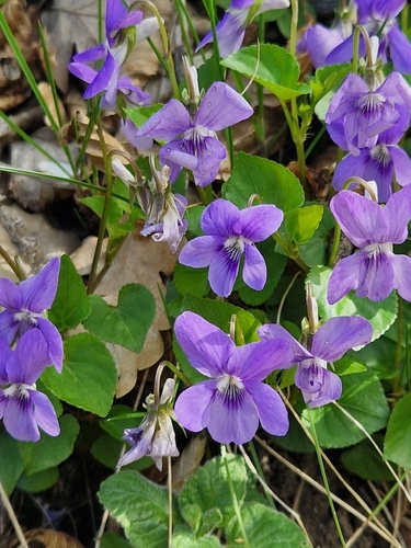 common dog-violet