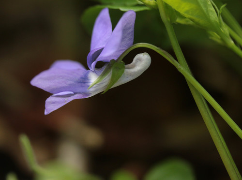 common dog-violet
