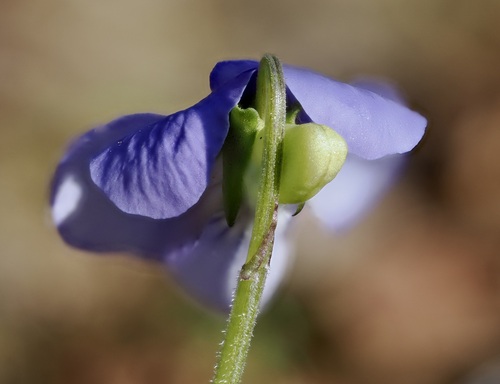 common dog-violet