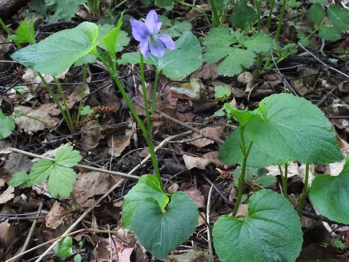 common dog-violet