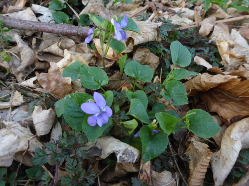 common dog-violet