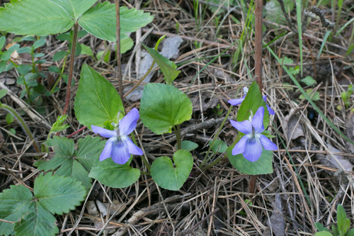 common dog-violet