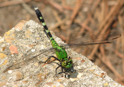 Eastern Pondhawk
