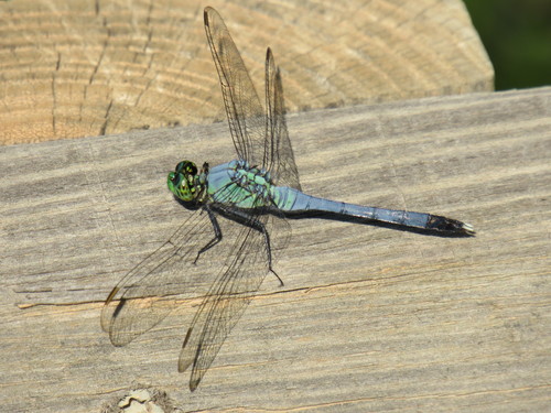 Eastern Pondhawk