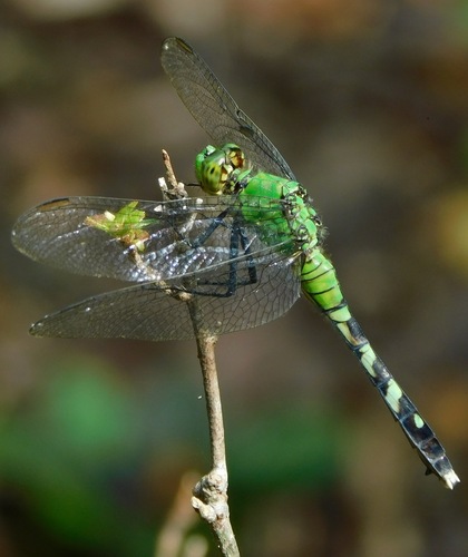 Eastern Pondhawk