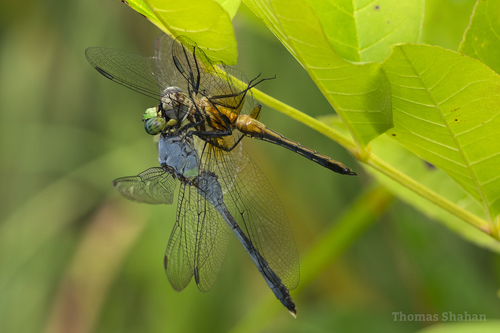 Eastern Pondhawk