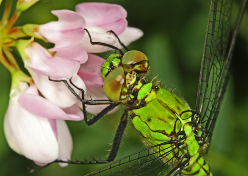 Eastern Pondhawk