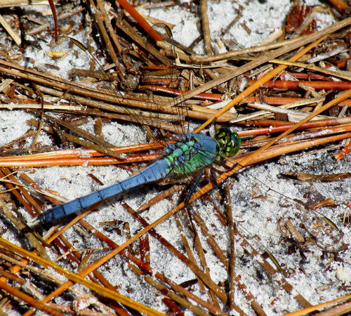 Eastern Pondhawk