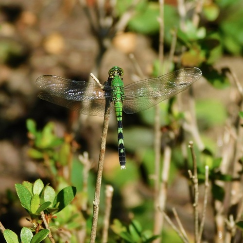 Eastern Pondhawk