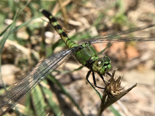 Eastern Pondhawk