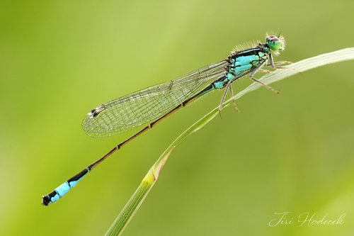 Blue-tailed Damselfly