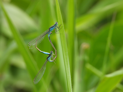 Blue-tailed Damselfly