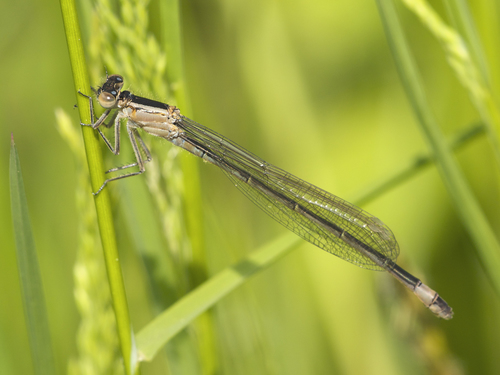 Blue-tailed Damselfly