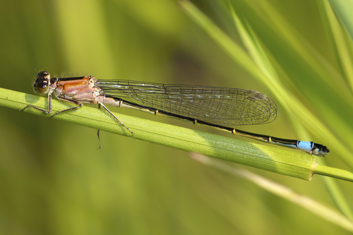 Blue-tailed Damselfly