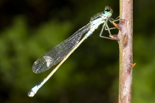Blue-tailed Damselfly