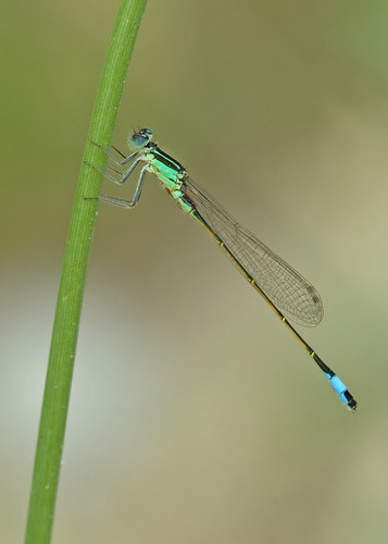 Blue-tailed Damselfly