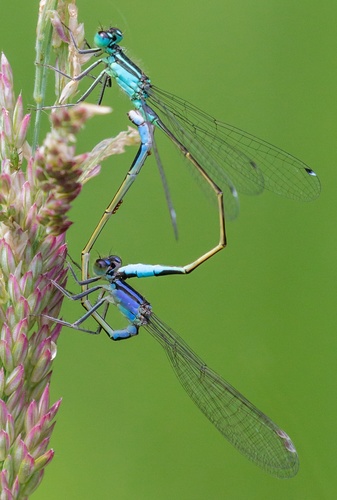 Blue-tailed Damselfly