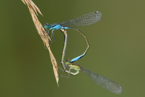 Blue-tailed Damselfly