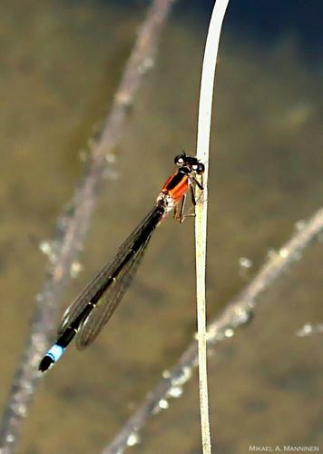 Blue-tailed Damselfly