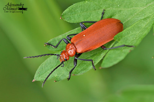 Common Cardinal Beetle
