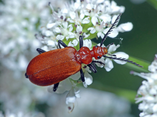 Common Cardinal Beetle