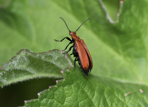 Common Cardinal Beetle