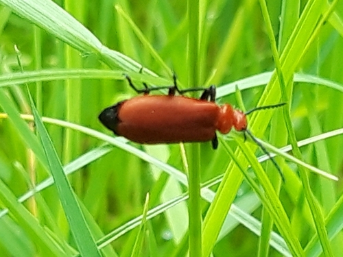 Common Cardinal Beetle