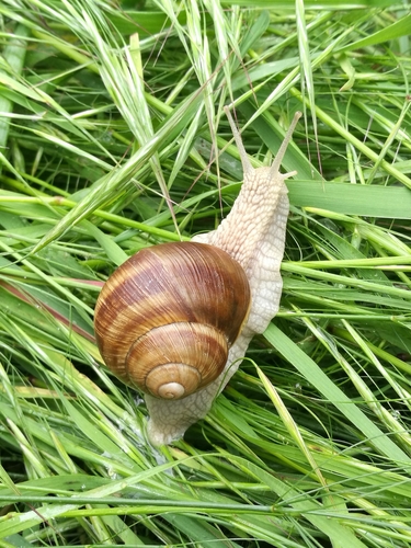 Roman Snail