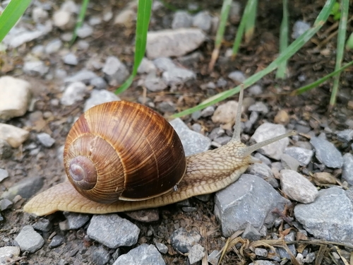 Roman Snail