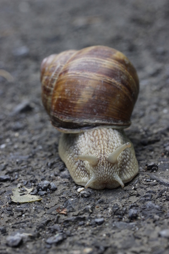 Roman Snail