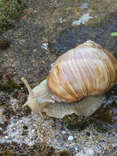 Roman Snail