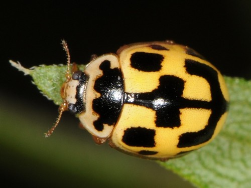 Fourteen-spotted Lady Beetle