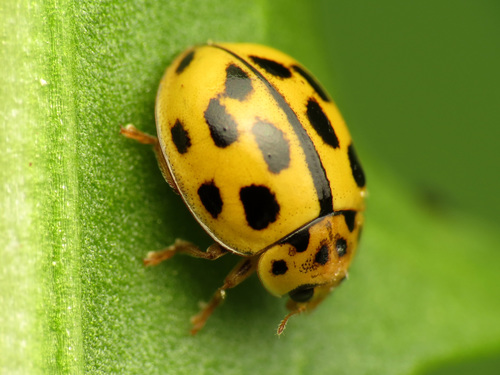 Fourteen-spotted Lady Beetle