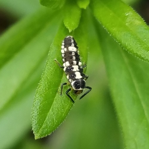 Fourteen-spotted Lady Beetle