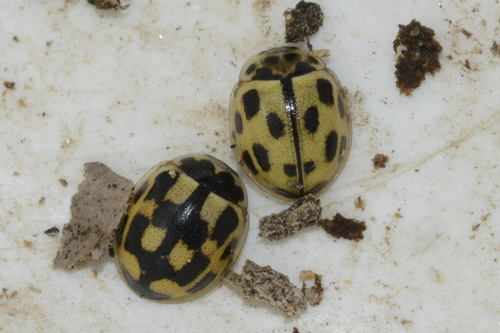 Fourteen-spotted Lady Beetle