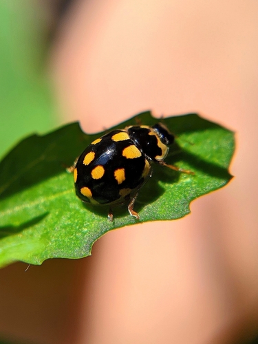 Fourteen-spotted Lady Beetle