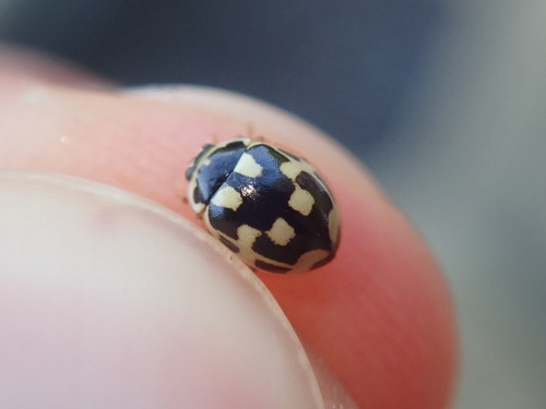 Fourteen-spotted Lady Beetle