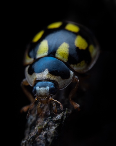 Fourteen-spotted Lady Beetle