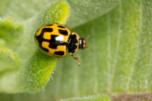 Fourteen-spotted Lady Beetle