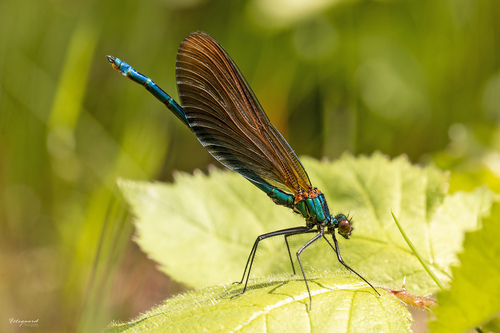 Beautiful Demoiselle