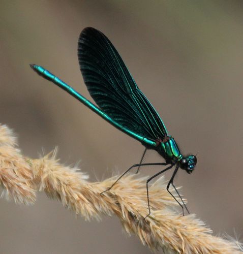 Beautiful Demoiselle