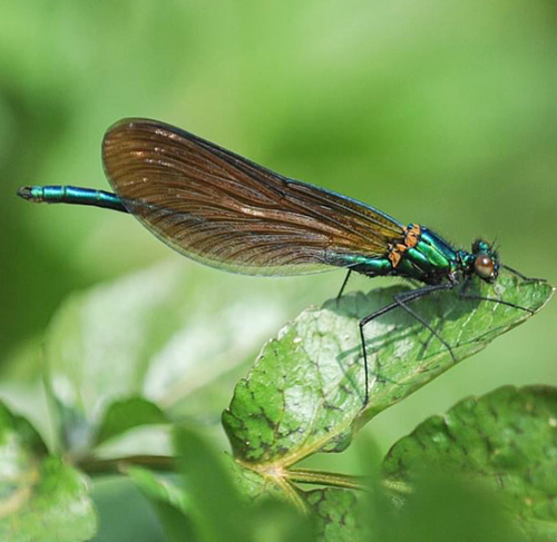 Beautiful Demoiselle