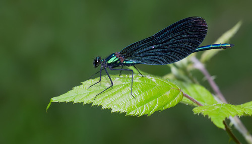 Beautiful Demoiselle