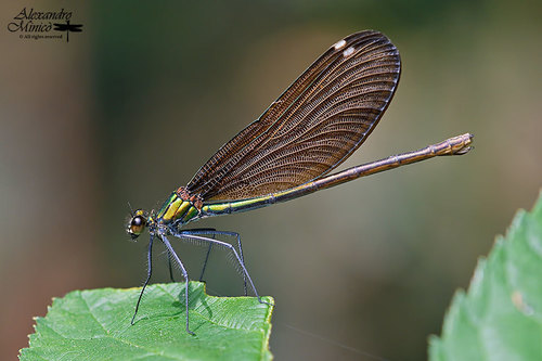Beautiful Demoiselle