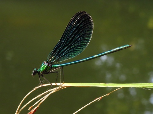 Beautiful Demoiselle