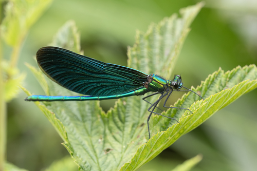 Beautiful Demoiselle