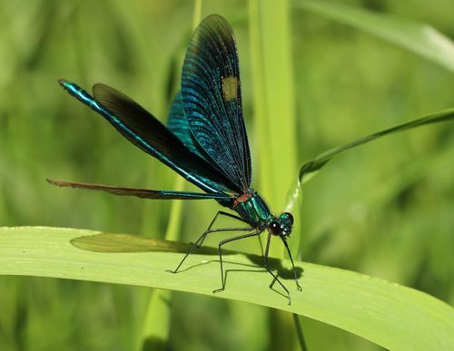 Beautiful Demoiselle
